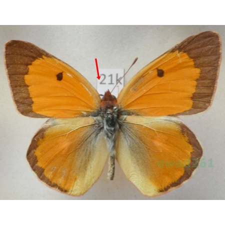 Colias viluiensis Menetries, 1859 male Russia21k